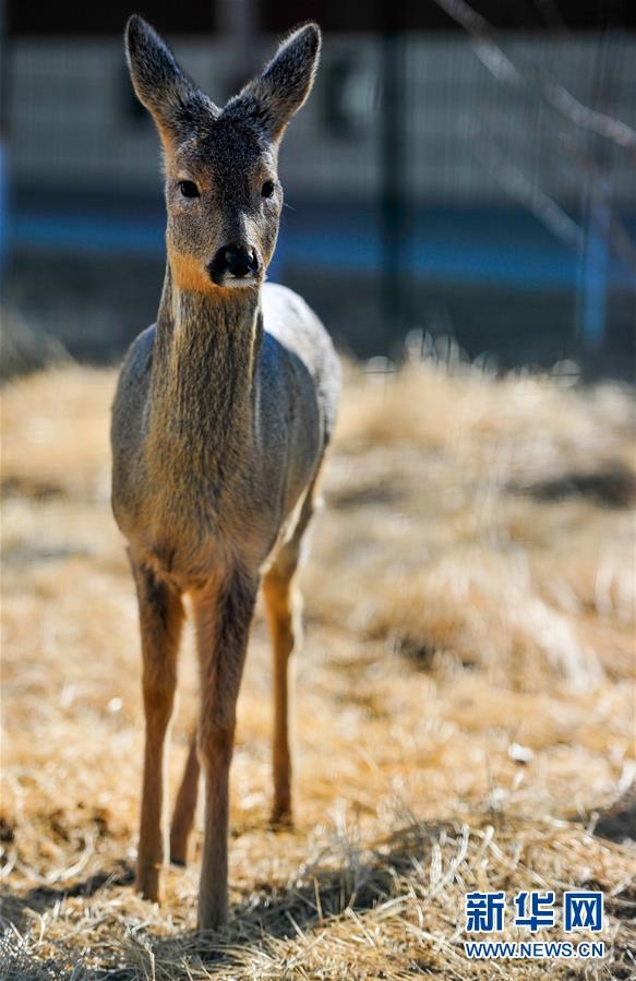 救助野生動物 保護草原生態(tài)