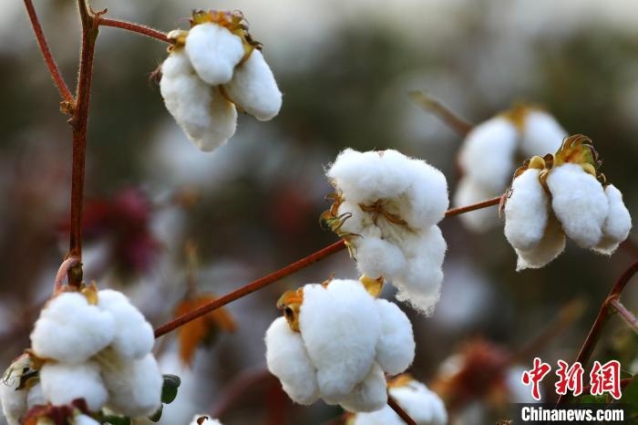 朵朵棉花吐絮盛開?！⑵G敏 攝