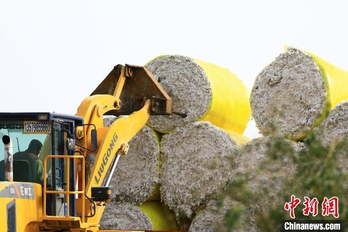 叉車將采棉機吐出的“金蛋蛋”裝車。　高雙強 攝