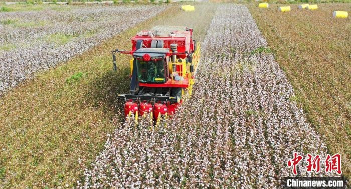 采棉機正在采收棉花，猶如在五線譜上跳動的音符，正在演奏豐收的樂章?！∷谓?攝