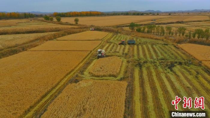 圖為科右中旗杜爾基鎮(zhèn)雙金嘎查的萬畝水稻田進入集中收割期。　趙殿威 攝