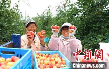 圖為興安盟沙果迎豐收?！】朴仪捌煳麄鞑抗﹫D