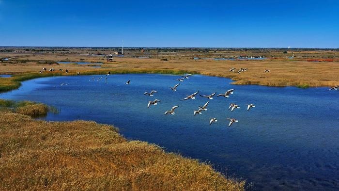 △黃河三角洲擁有天然蘆葦270平方公里，是東北亞內(nèi)陸和環(huán)西太平洋鳥類遷徙重要的“中轉(zhuǎn)站”、越冬地和繁殖地。(總臺央視記者李煒、程鋮拍攝)