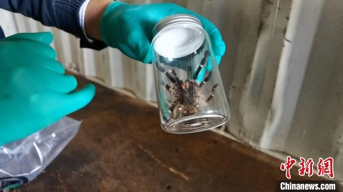 張家港海關(guān)工作人員截獲捕鳥(niǎo)蛛。　王健超 攝