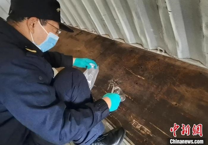 張家港海關(guān)工作人員截獲捕鳥(niǎo)蛛。　王健超 攝