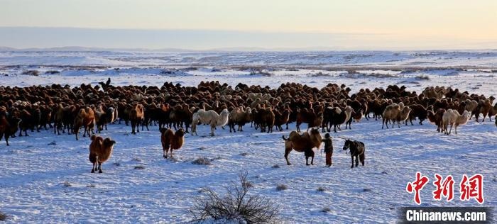 進入冬季，駱駝在戈壁灘上散養(yǎng)。　郭靜琨 攝