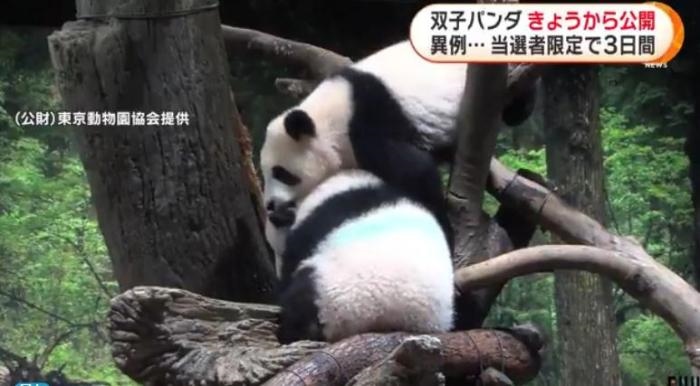 12日，日本東京上野動(dòng)物園的旅日雙胞胎熊貓開始同游客見面。(圖片來源：日本富士電視臺(tái)視頻截圖)