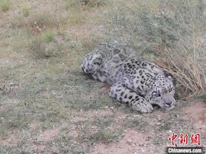 圖為在四子王旗發(fā)現(xiàn)的雪豹(資料圖)?！∷淖油跗炀焦﹫D