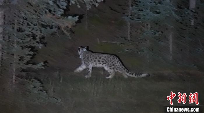 圖為被放歸自然的雪豹(資料圖)。　內(nèi)蒙古林草局供圖。
