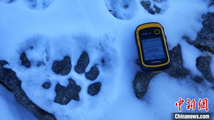圖為疑似放歸雪豹的足跡(資料圖)。　內(nèi)蒙古賀蘭山國家級(jí)自然保護(hù)區(qū)供圖