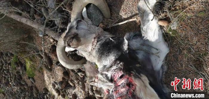 圖為疑似雪豹捕食巖羊的殘骸(資料圖)?！?nèi)蒙古賀蘭山國家級(jí)自然保護(hù)區(qū)供圖