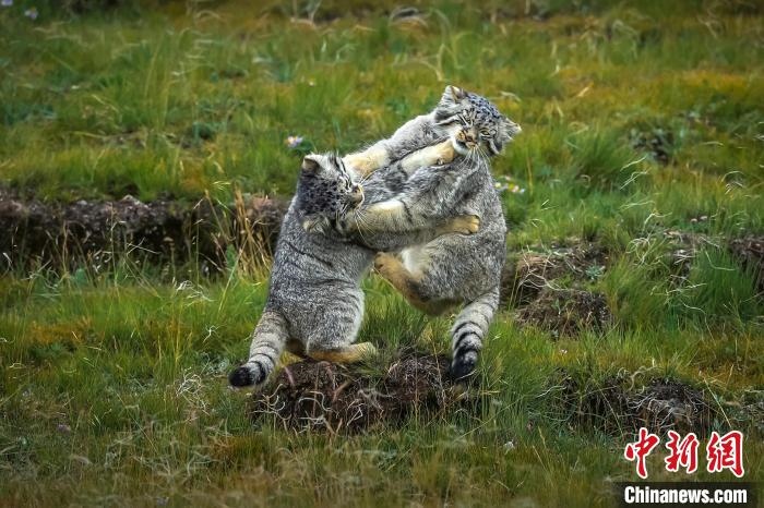 圖為作品《難分伯仲》。　焦生福 攝