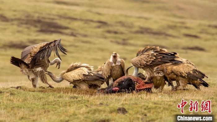 圖為作品《聚會》?！℃夭疾夭爬?攝