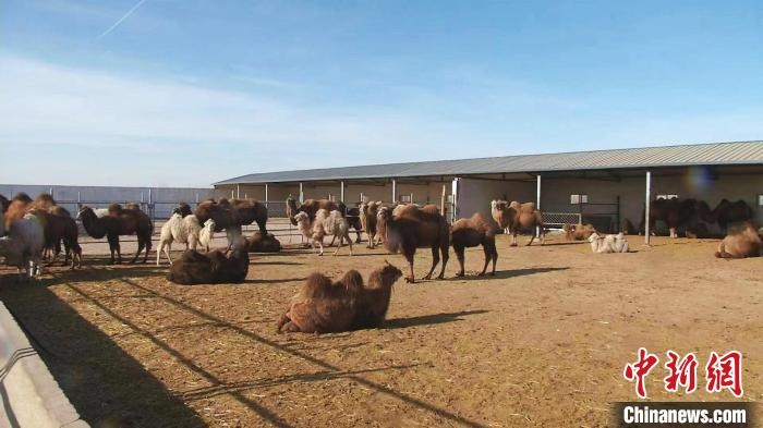 圖為額濟(jì)納旗駝奶產(chǎn)業(yè)基地。　王長梅 攝