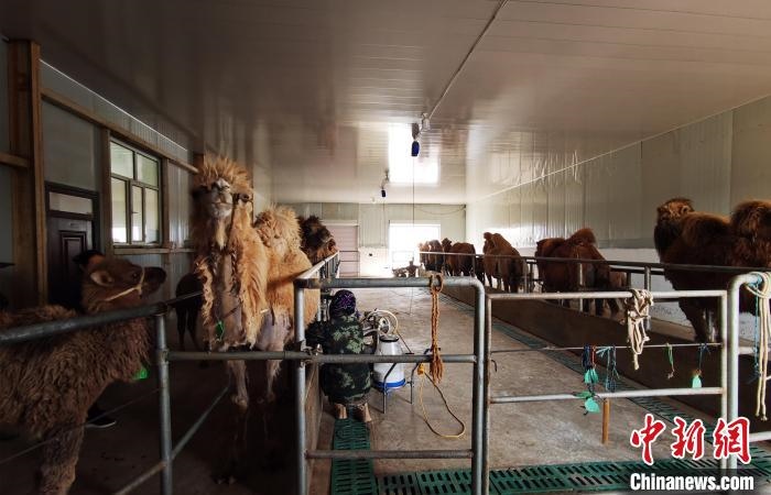 圖為共人正在給駱駝擠奶。　王長梅 攝