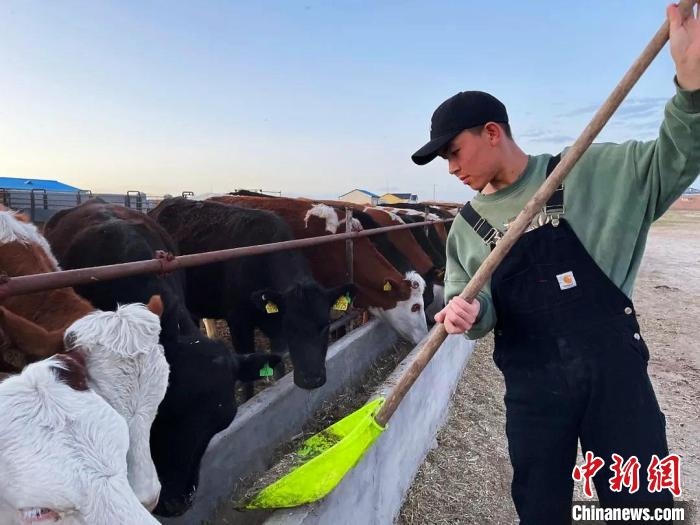 圖為敖木希勒在喂牛?！“侥鞠＠展﹫D