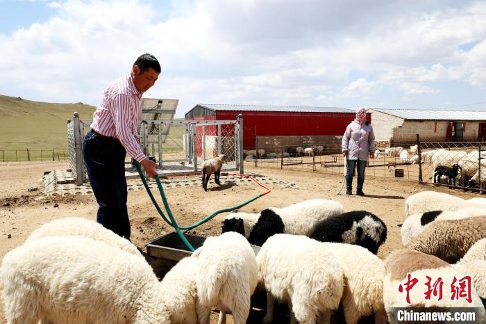 圖為圖門達(dá)來在喂羊?！埵鹧?攝