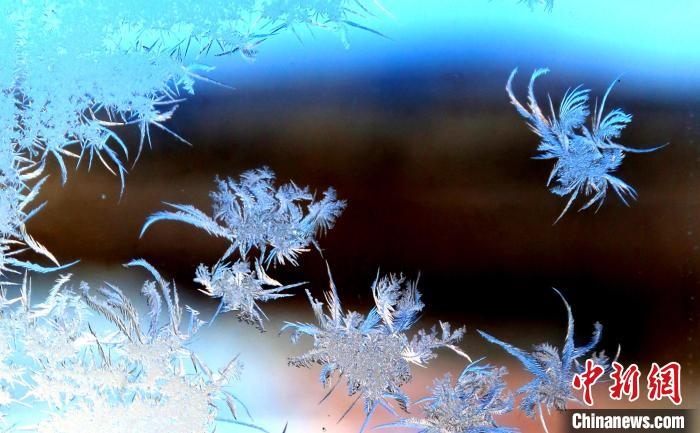 玉樹瓊枝盈滿窗?！O書程 攝