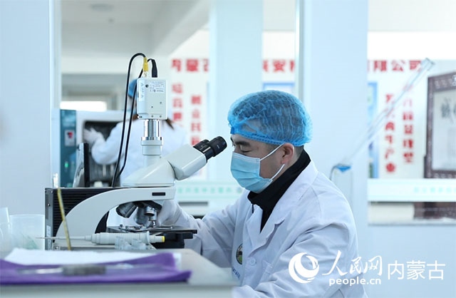 內(nèi)蒙古中農(nóng)興安種?？萍加邢薰韭鋺艨朴抑衅?，為肉牛產(chǎn)業(yè)發(fā)展提供了優(yōu)質(zhì)的種源保障。白俊華攝