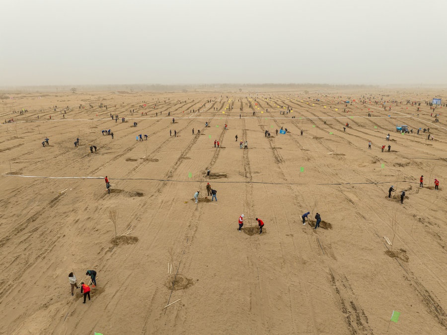 在高力板鎮(zhèn)花道卜和沙木嘎嘎查治理區(qū)，廣大干部群眾手植新綠，播種希望 （攝影：包寶音德力格爾）.JPG