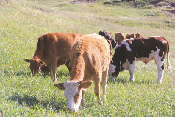 1760669780877030.jpg 1760669780877030.jpg