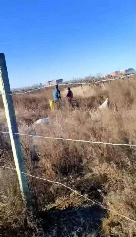葵花3.jpg