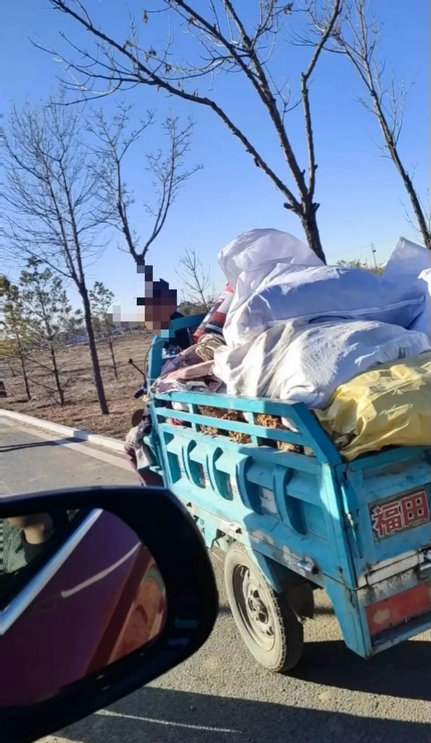葵花4.jpg