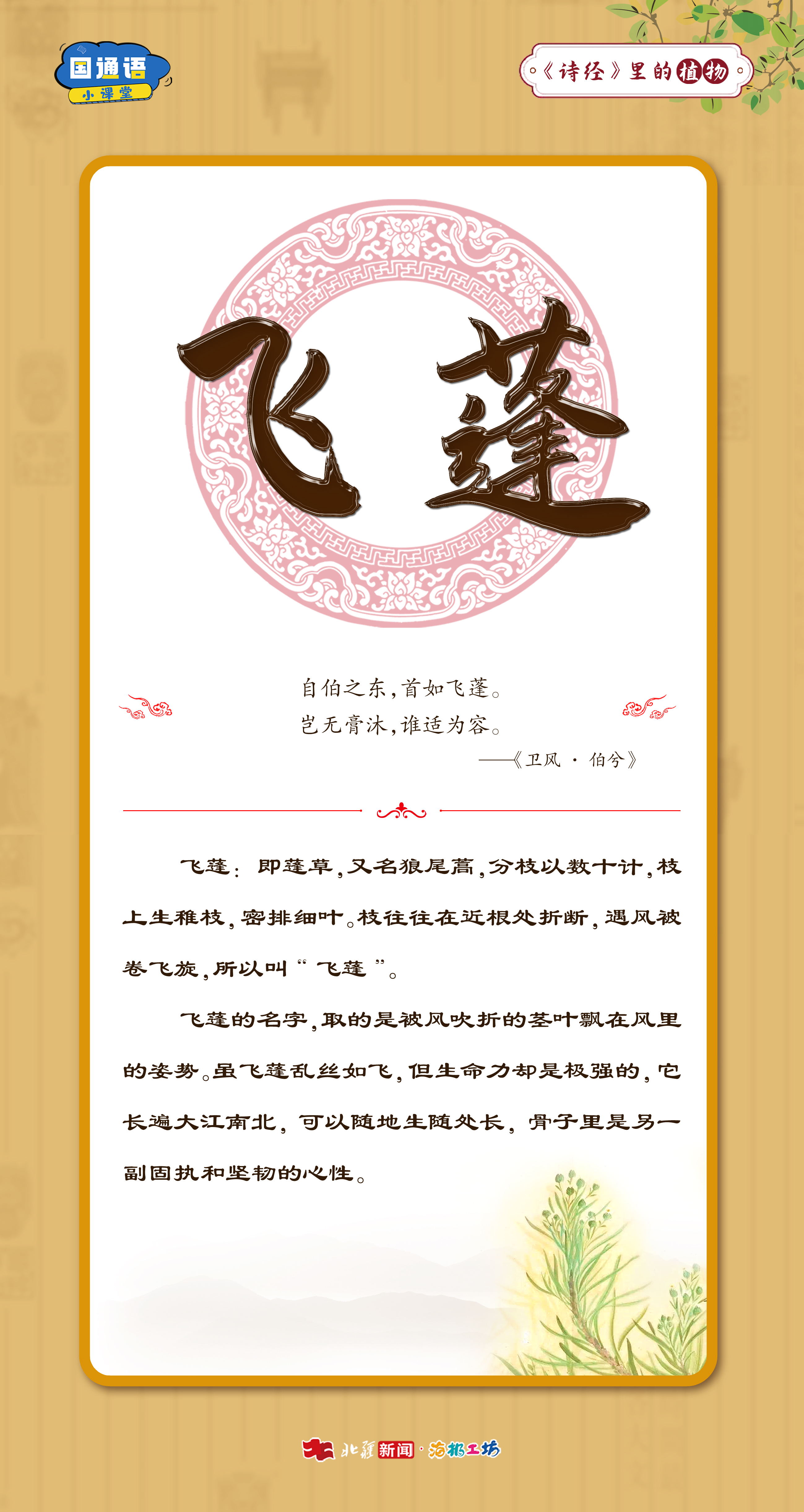 飛蓬.jpg