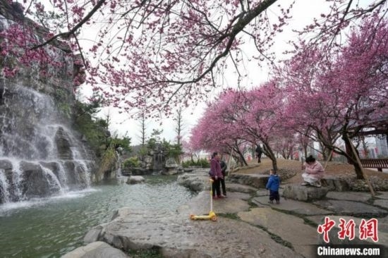 2月23日，市民在乾藝梅園景區(qū)觀賞綻放的梅花。陳興輝 攝