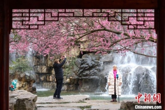 2月23日，市民在乾藝梅園景區(qū)觀賞拍攝綻放的梅花。瞿宏倫 攝