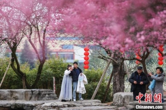 2月23日，市民在乾藝梅園景區(qū)觀賞綻放的梅花。瞿宏倫 攝