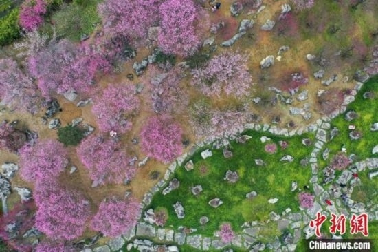 2月23日，航拍乾藝梅園景區(qū)綻放的梅花。瞿宏倫 攝