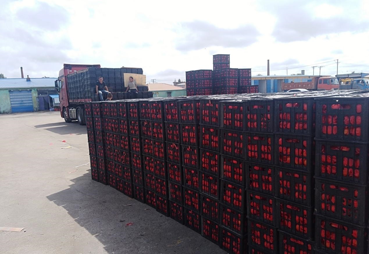 　　外銷的蔬菜在市場等待拉運。受訪者供圖