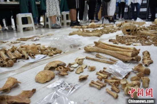 圖為已清理完畢的骨骼標本。王宇 攝