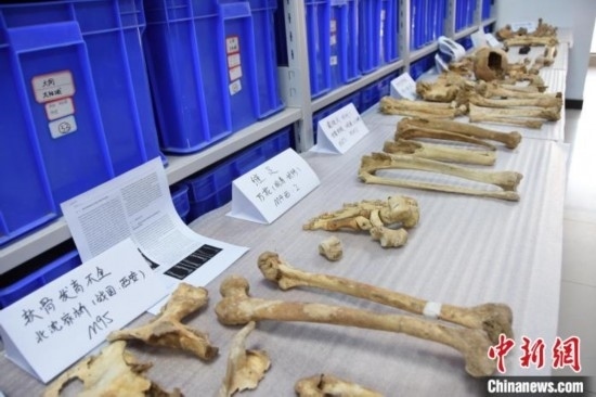 圖為已清理完畢的骨骼標本。王宇 攝