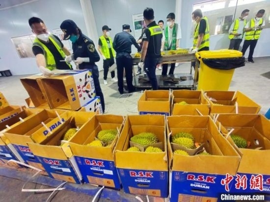 圖為海關(guān)關(guān)員對(duì)進(jìn)口榴蓮進(jìn)行查驗(yàn)。黃艷梅 攝