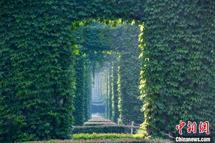 成都二環(huán)高架橋墩被植被爬滿，形成“綠野仙蹤”景觀?！埨?攝