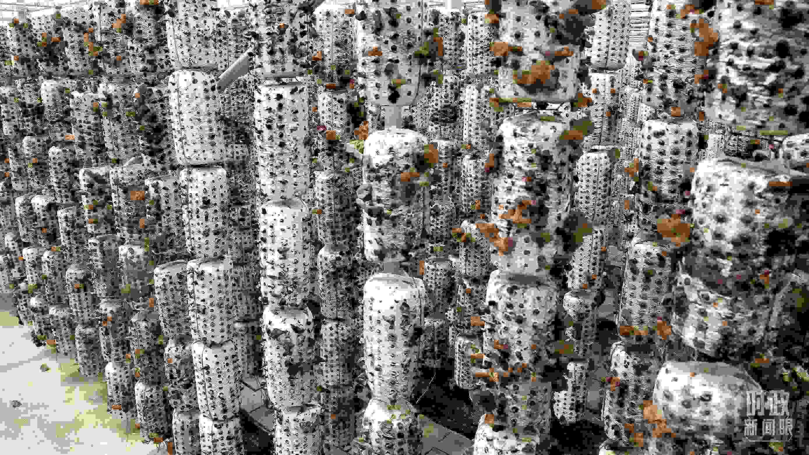 △金米村的小木耳、大產(chǎn)業(yè)。（圖／視覺中國）