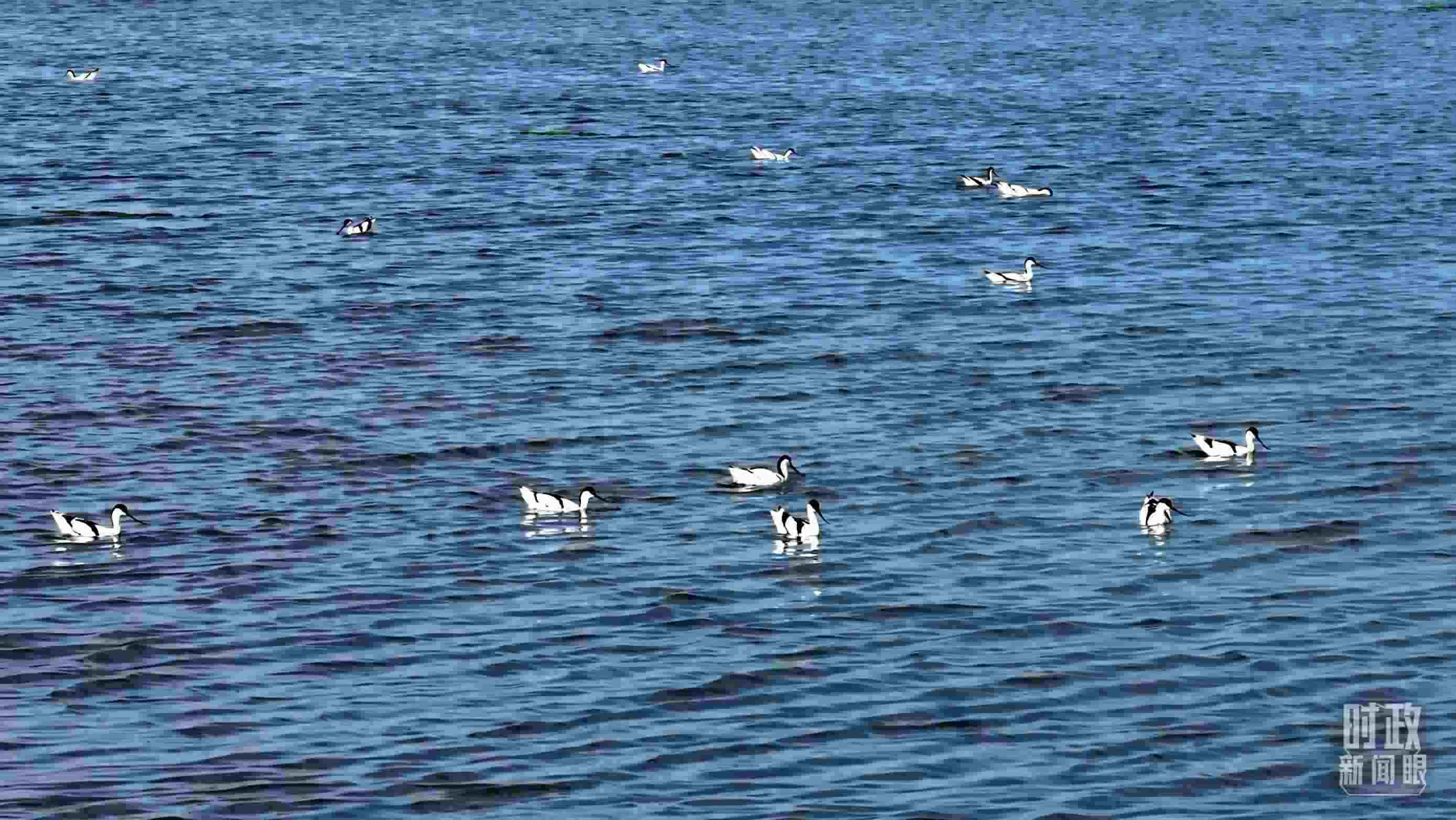 △鹽湖棲息的鳥類。（總臺(tái)記者裴大偉、康曉宇拍攝）