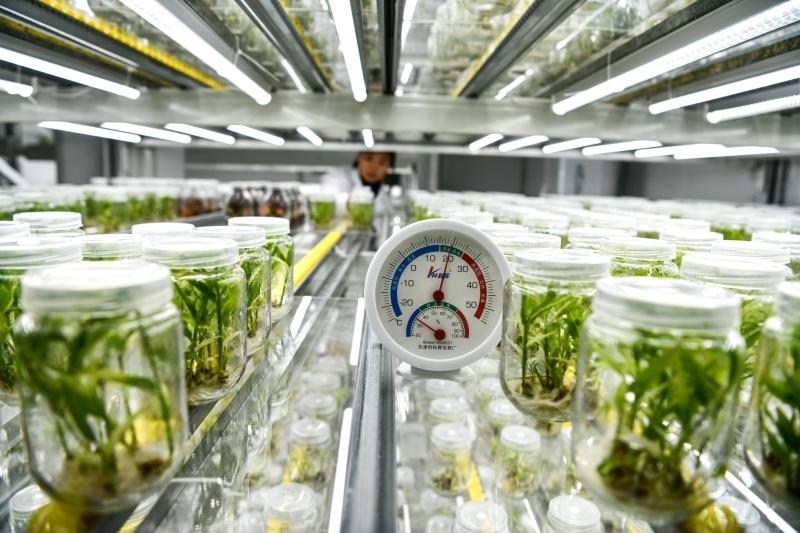 工作人員在貴陽市開陽縣南江蔬菜良種繁育中心的組培中心查看姜苗生長情況（2023年5月23日攝）。新華社記者 楊文斌 攝