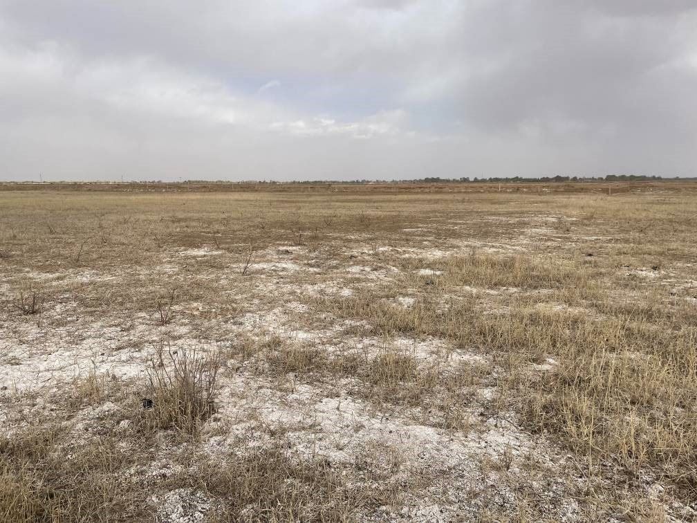 撂荒后的部分地塊已現(xiàn)鹽堿。 人民網(wǎng)記者 楊喬攝
