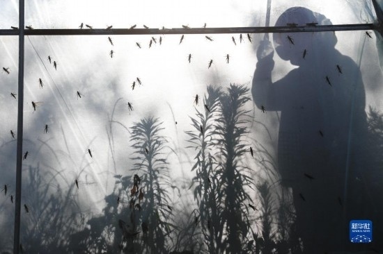 6月21日，山東省樂陵市西段鄉(xiāng)岔河村東亞飛蝗養(yǎng)殖基地的養(yǎng)殖戶在大棚內(nèi)忙碌。新華社記者 范長國 攝