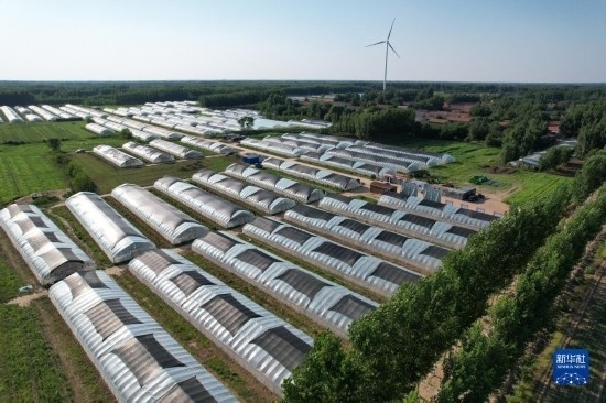 這是6月21日在山東省樂陵市西段鄉(xiāng)岔河村拍攝的東亞飛蝗養(yǎng)殖基地（無人機照片）。新華社記者 范長國 攝