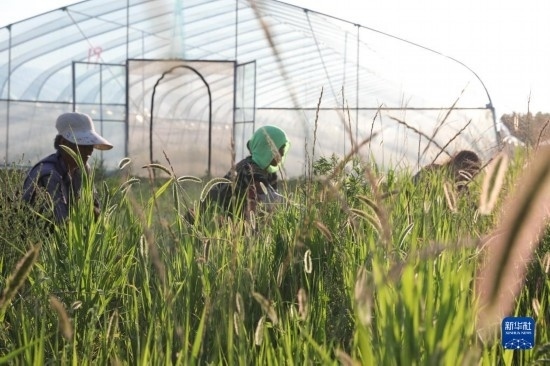 6月21日，山東省樂陵市西段鄉(xiāng)岔河村東亞飛蝗養(yǎng)殖基地的螞蚱養(yǎng)殖戶在割草。新華社記者 范長國 攝