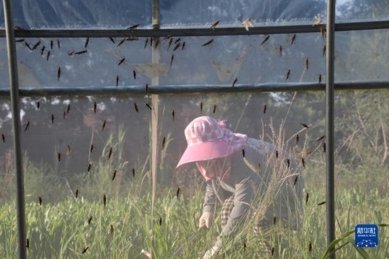 6月21日，山東省樂陵市西段鄉(xiāng)岔河村東亞飛蝗養(yǎng)殖基地的螞蚱養(yǎng)殖戶在割草。新華社記者 范長國 攝