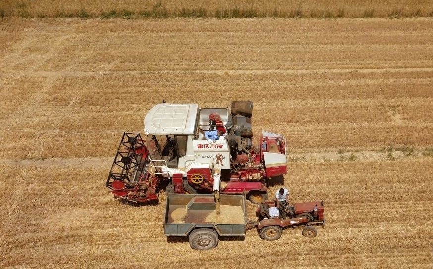 2023年6月14日，在山東省臨邑縣林子鎮(zhèn)，聯(lián)合收割機(jī)在收獲小麥。