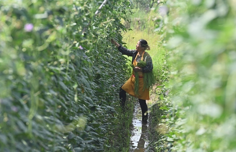 2023年6月15日，在廣西柳州市鹿寨縣中渡鎮(zhèn)石墨村，村民在高標(biāo)準(zhǔn)農(nóng)田里采收豆角。