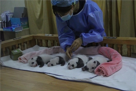 成都大熊貓繁育研究基地成立于1987年，先后攻克了大熊貓人工飼養(yǎng)與管理、繁殖與育幼、疾病防控與種群遺傳管理等關(guān)鍵技術(shù)難題，建成全球最大的大熊貓人工繁育遷地保護(hù)種群，數(shù)量達(dá)230余只。（圖片來(lái)源：成都大熊貓繁育研究基地網(wǎng)站）