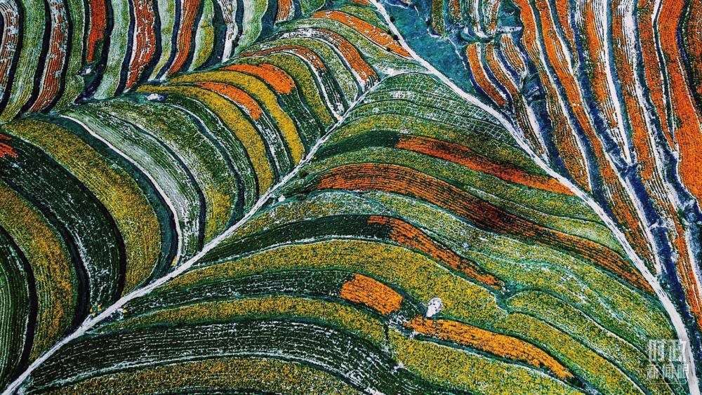 寧夏彭陽縣。萬壽菊與格?；ㄊ㈤_在錯落的山間梯田上。（總臺國廣記者李晉拍攝）