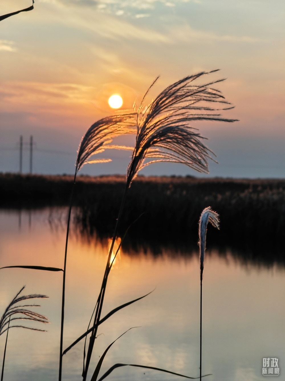 2021年10月，習(xí)近平赴山東東營考察黃河入?？?。黃河三角洲濕地，蘆葦飄蕩。（總臺央視記者彭漢明拍攝）
